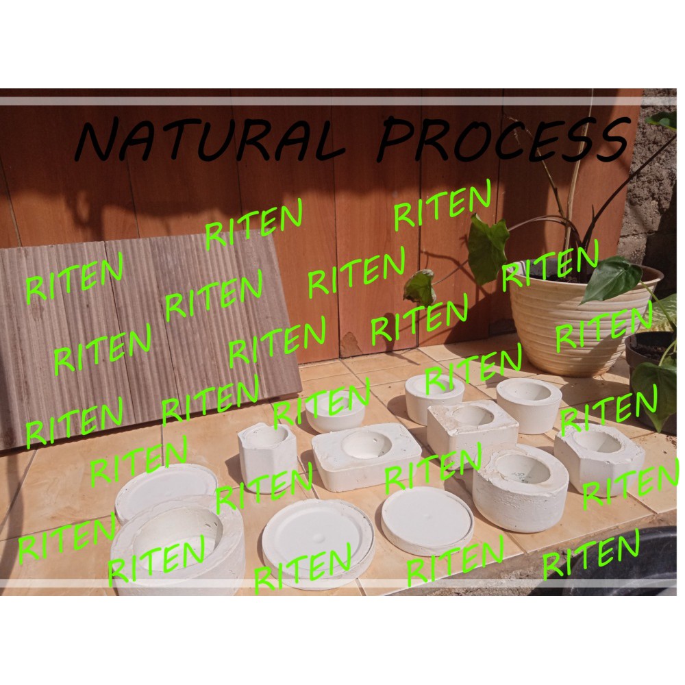 SUKULEN MINI KAKTUS TANAMAN ASLI BUKAN PELASTIK ADA AKAR TANPA POT