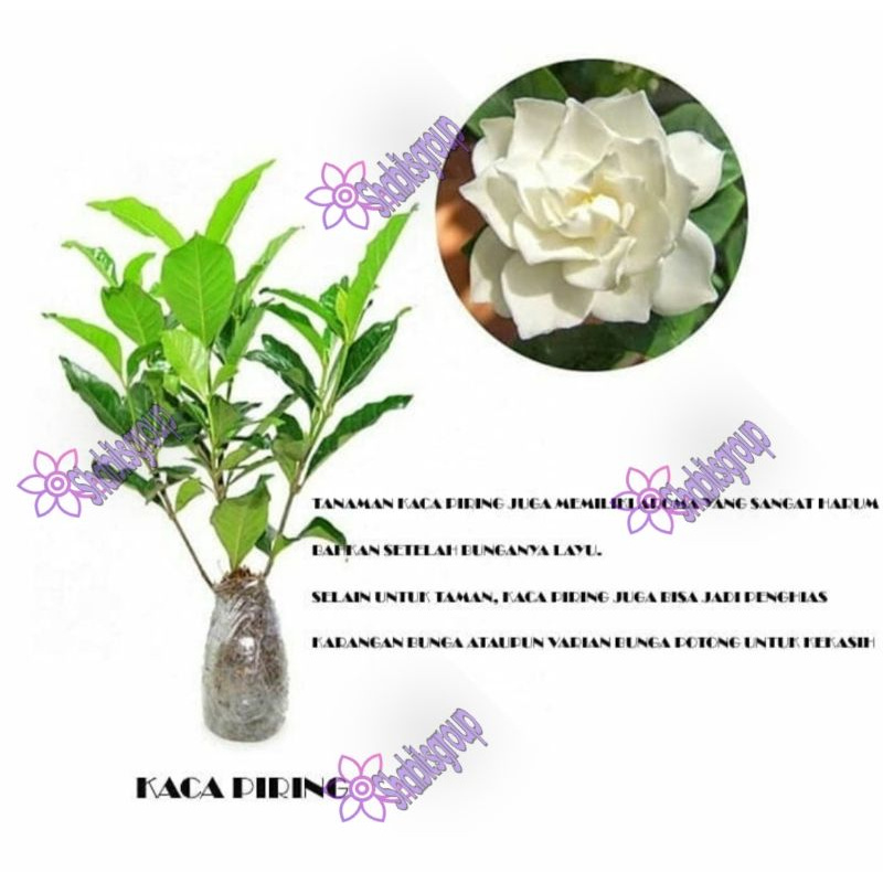 [BISA COD] tanaman hias melati bunga kaca piring - bunga kaca piring tanaman bunga kaca piring