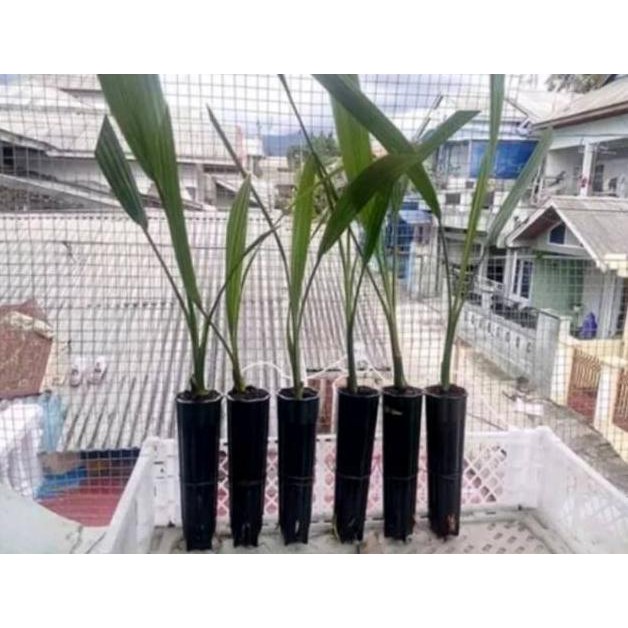 Bibit Kurma Azwa-Tanaman Kurma Azwa Cl34R