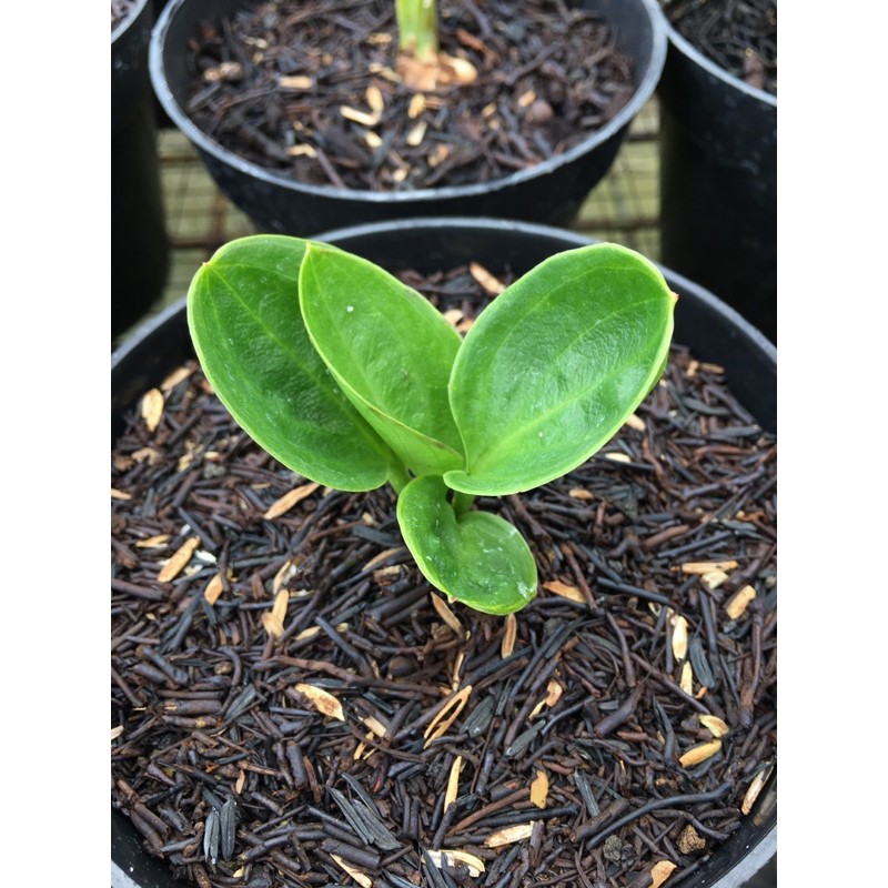 split jemani mangkok rasputin