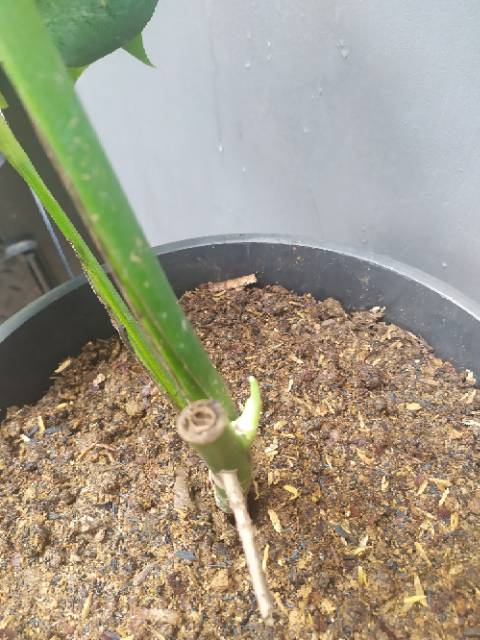 Monstera King Deliciosa Shopee Indonesia