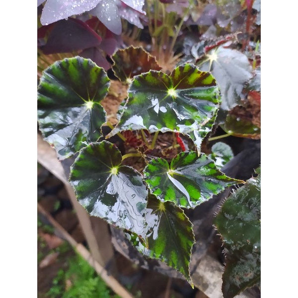 Begonia Macan