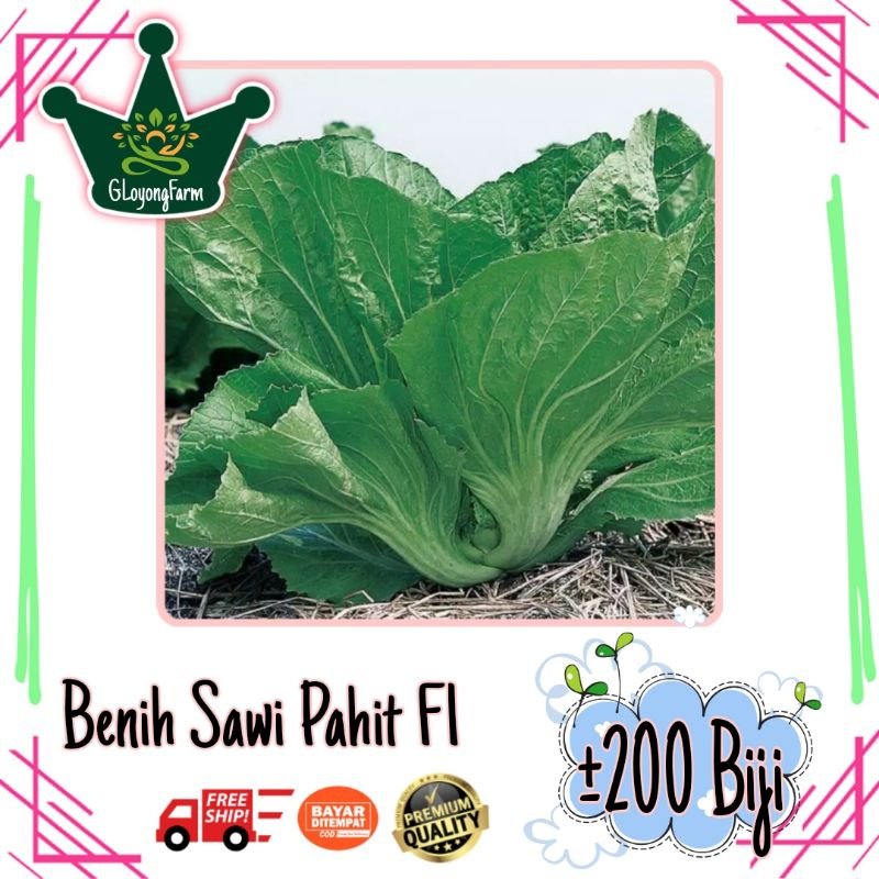 Paket 5 Benih Sawi Sawian Sayuran Unggul : Sawi Caisim Pakcoy Pahit Kailan Pagoda