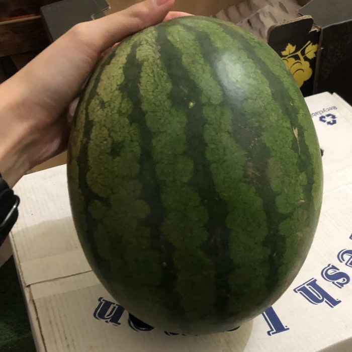

Semangka Merah Seedless