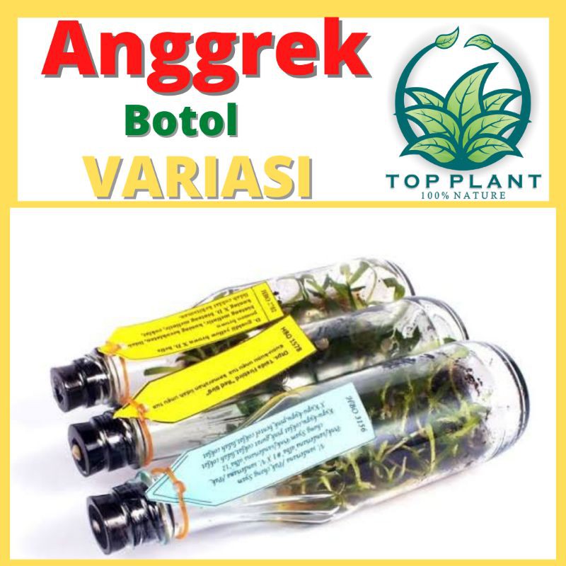 Bibit Anggrek Botol - (Bulan/Vanda/Dendro/cattleya)