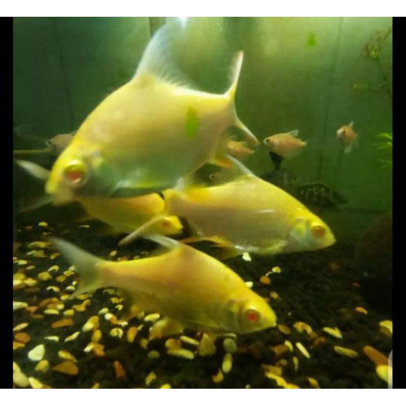 Ikan Hias Kaviat Albino
