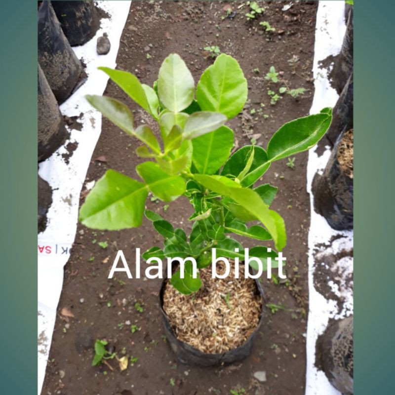 PROMO BIBIT JERUK PURUT (DAUNNYA BUAT MASAK)