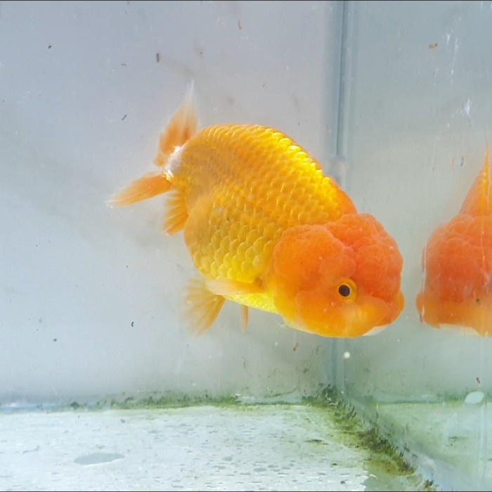 ikan koki ranchu RW buffalo baby / ikan hias aquarium