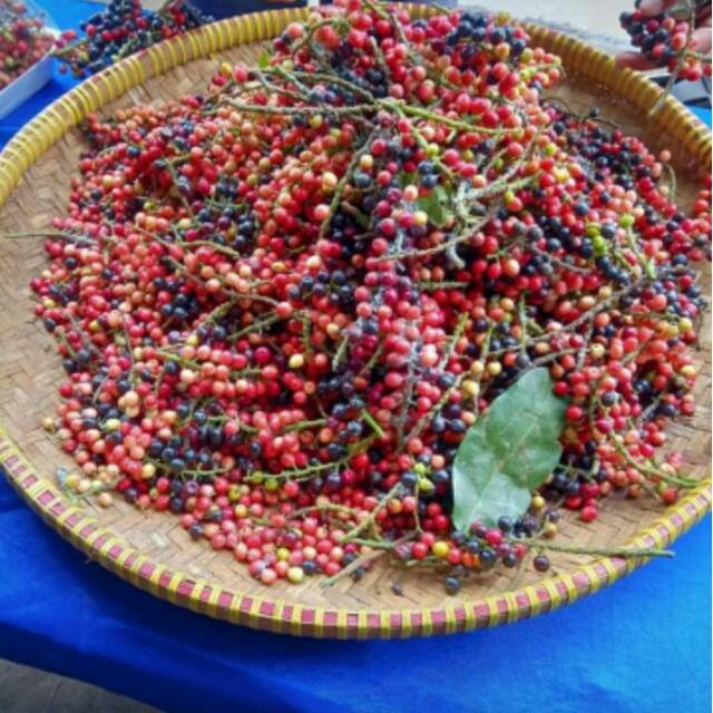 Buah buni / wuni segar buah legenda khasiat
