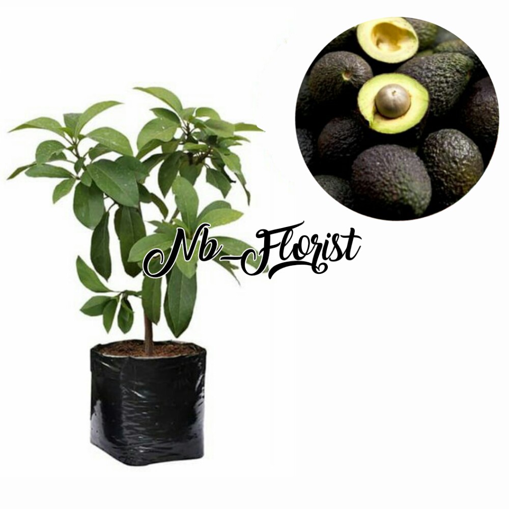 bibit buah alpukat hass