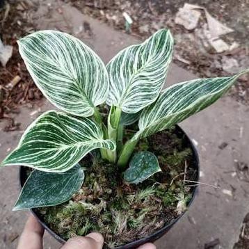 Tanaman Hias Philo Birkin-Philo Birkin Mawarolshop1