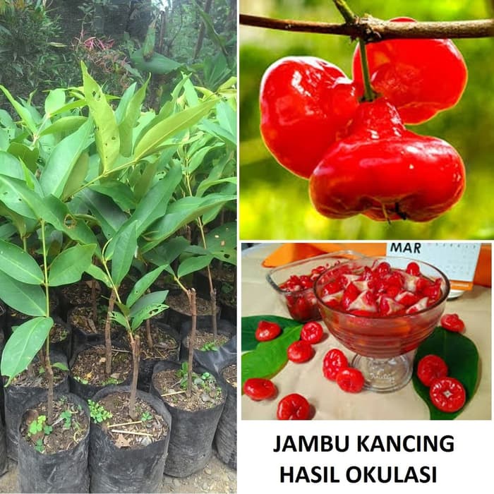 Bibit Tanaman Jambu Kancing Okulasi Bibit Jambu Kancing