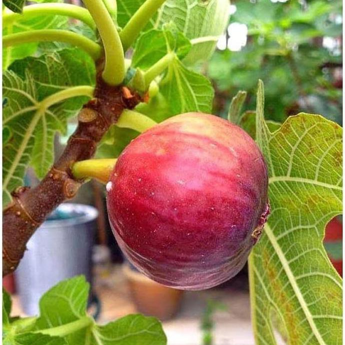 Bibit Tanaman Buah Tin Merah Buah Ara Bibit Tin Pohon Tin K1Ds