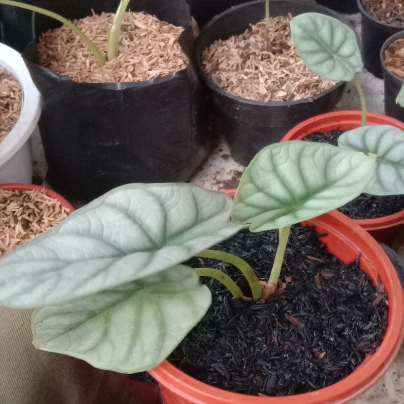 tanaman hias keladi tengkorak silver - keladi tengkorak