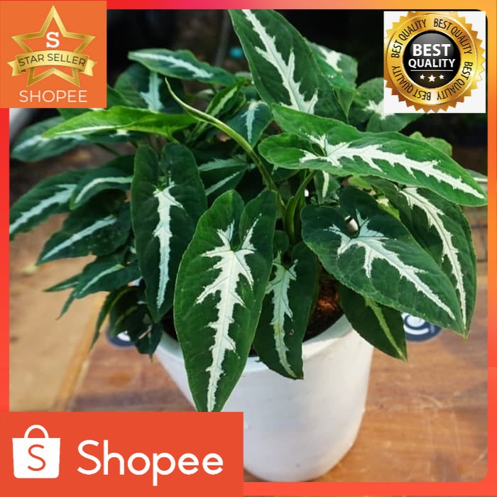 Tanaman hias keladi tikus - tanaman unik keladi tikus