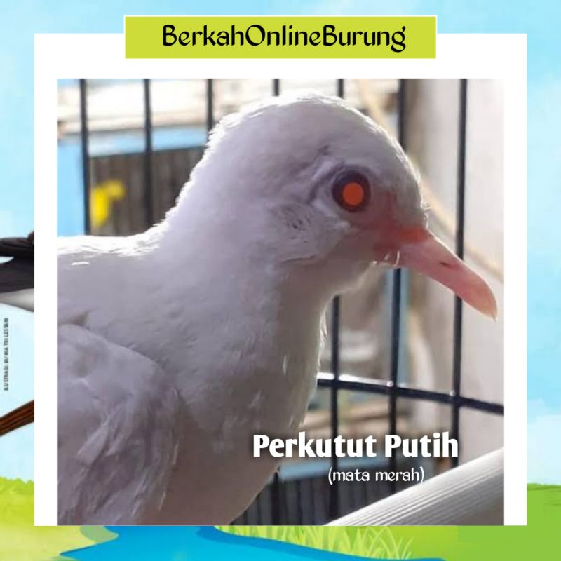 Burung Perkutut Putih Mata Merah Body Big Murah