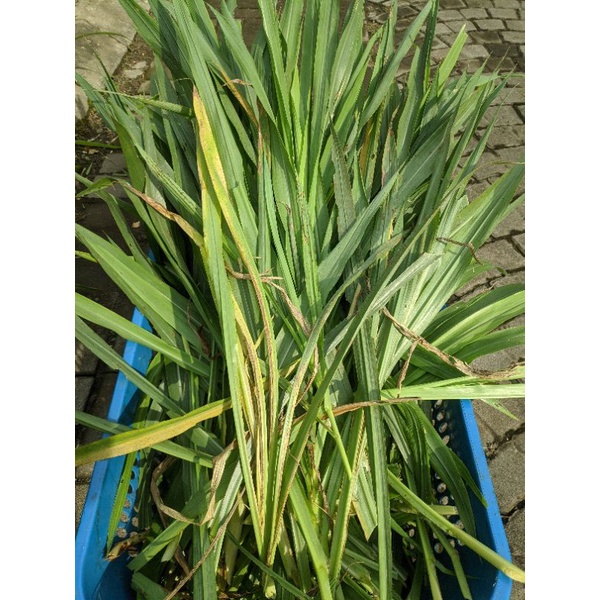 Bibit stek rumput odot gajah pakan ternak kambing sapi kelinci domba