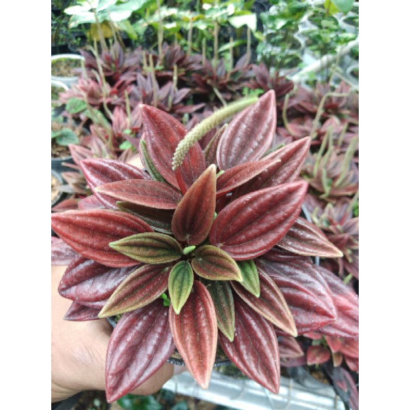 TANAMAN HIAS PEPEROMIA ROSO MERAH
