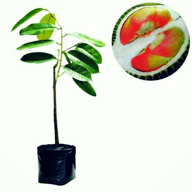 

bibit durian pelangi