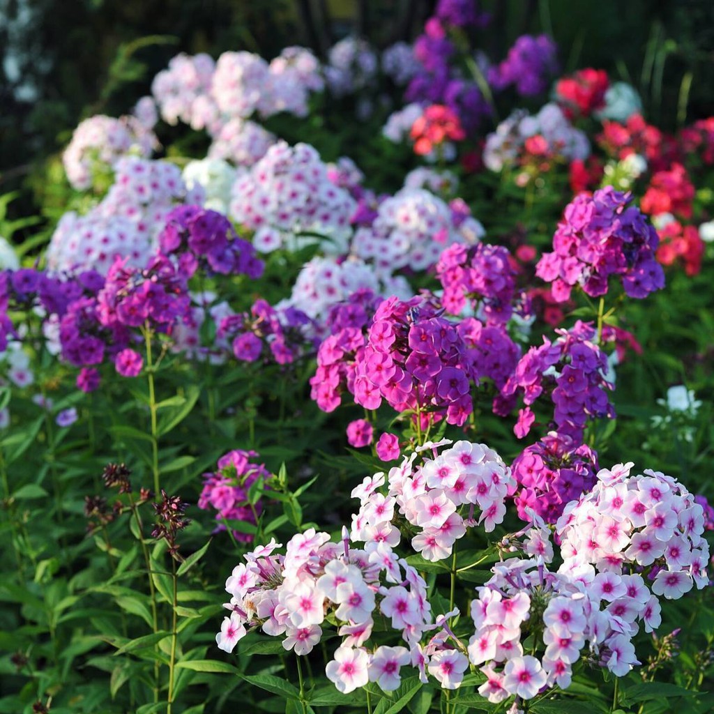 Benih Bibit Biji - Bunga Phlox Paniculata Mix Flower Seeds - IMPORT