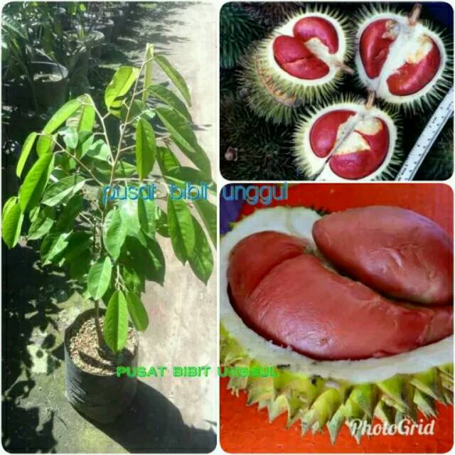 Bibit durian merah asli
