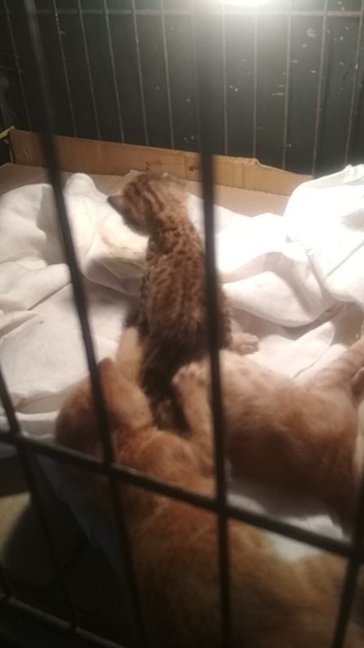 Bisa Cod M L Xl Xxl Jumbo //batik Wanita Ghadistore // Baju Batik Wanita// Tunik