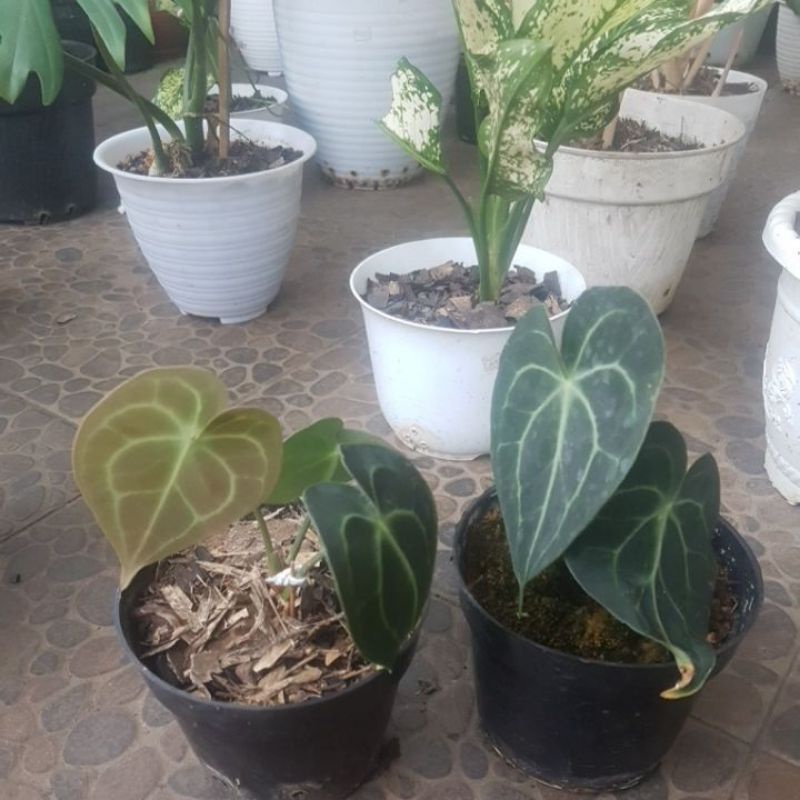 kuping gajah tarantula pagoda murah real pict rawatan silakan update terbaru 31 januari