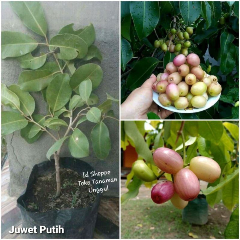 Bibit Juwet Putih