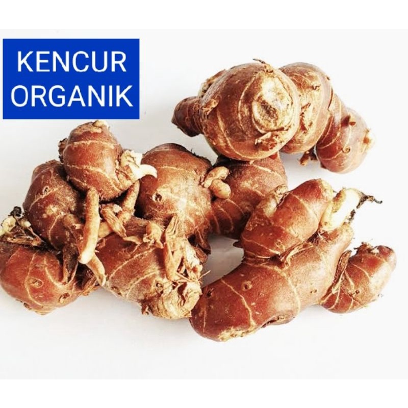 

KENCUR ORGANIK 1 KG , Fresh Dari Kebun , Promo 2023