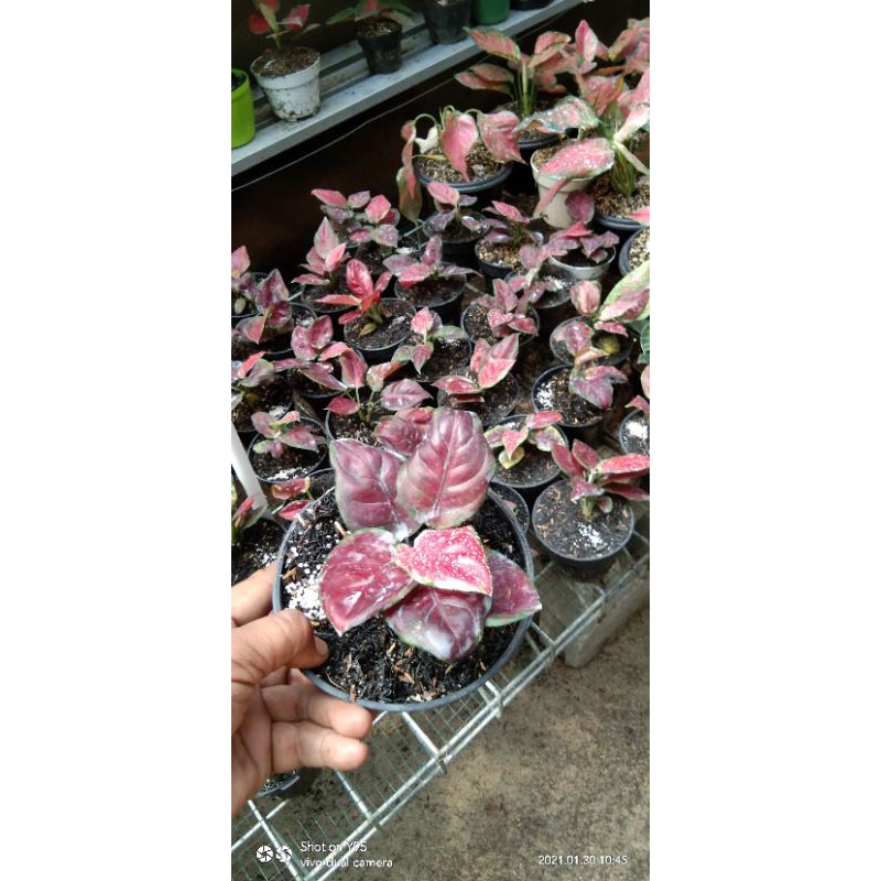 aglaonema black maroon