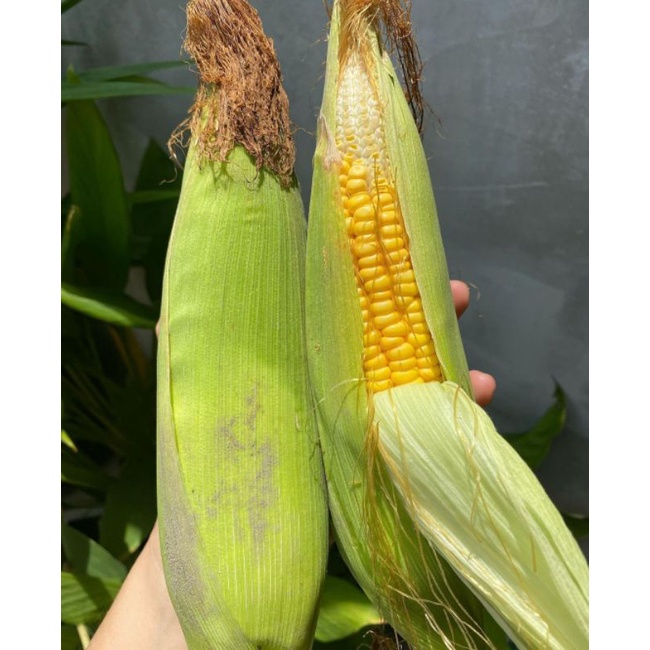 

Jagung manis super terlaris