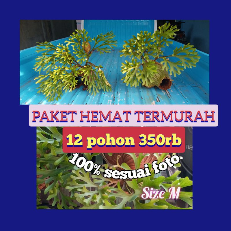 PAKET HEMAT 12 POHON SIZE M CUMA 350.000/PLATYCERIUM RIDLEYI ASLI KALIMANTAM TENGAH