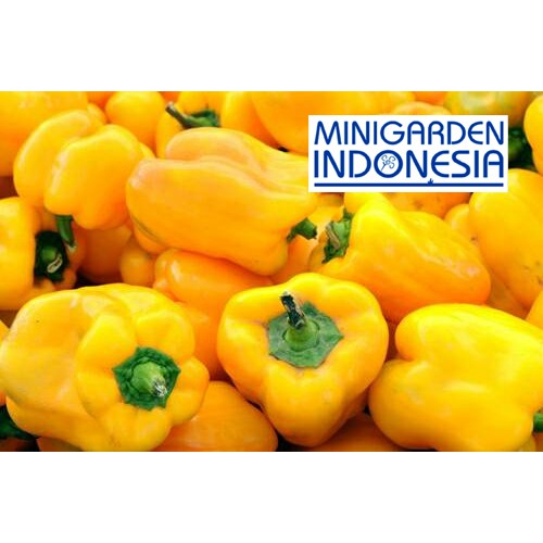 5  benih Paprika kuning Polaris F1  bibit tanaman sayur sayuran cabe cabai bisa hidroponik