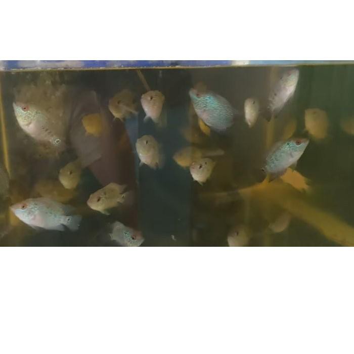 

Kirim Langsung () Ikan louhan/lohan KAMFA F3 GEN ORI burayak BELI 3 GRATIS 1 RO3**