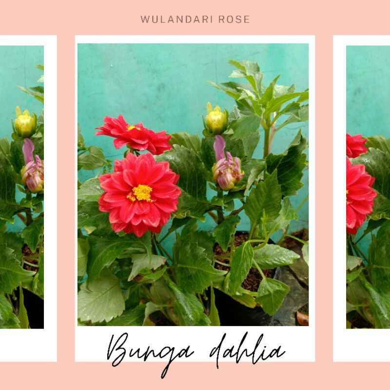 Tanaman Hias Bunga Dahlia Shopee Indonesia
