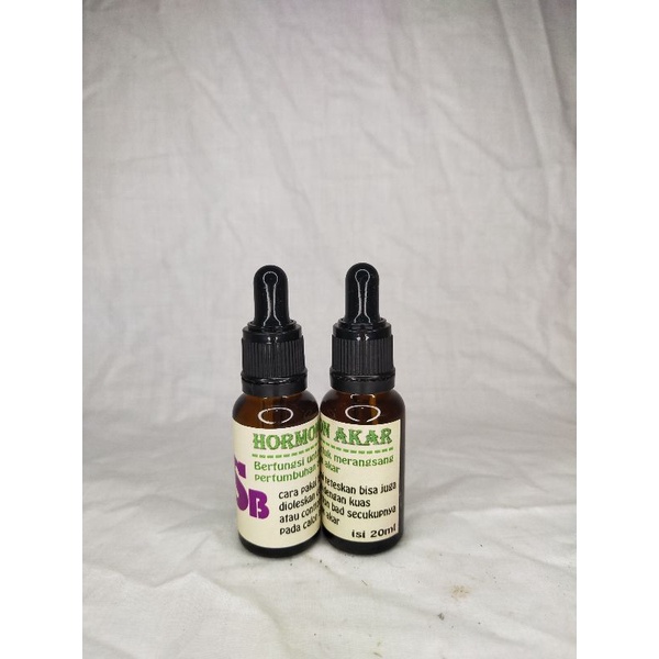 Serum perangsang akar Aglonema