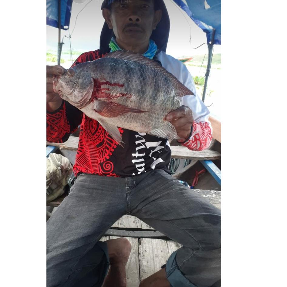 Keluaran Terbaru.. Essen Si Oray SUPER PREMIUM Paling Galak Di kelasnya