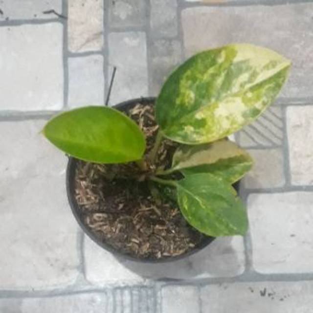 Jemani Varigata Antorium