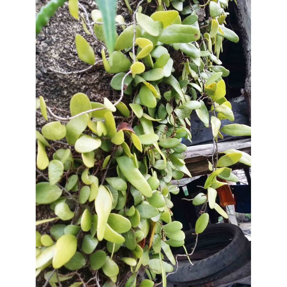 

terbaik Daun Sisik Naga Herbal