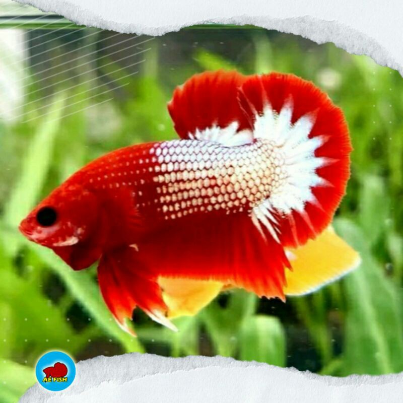 Ikan Cupang Fccp Red Head