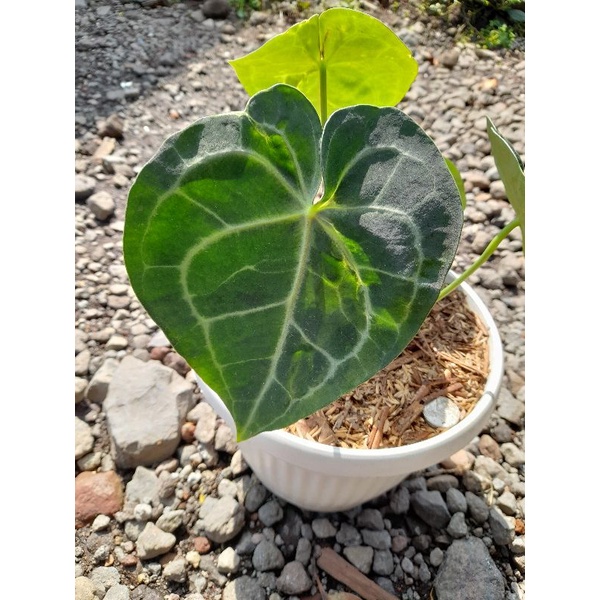 anthurium clarinervium varigata