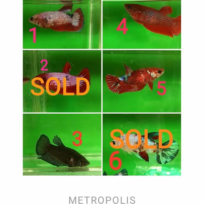 Terlaris Cupang Female Multicolor Nemo Koi Makanan