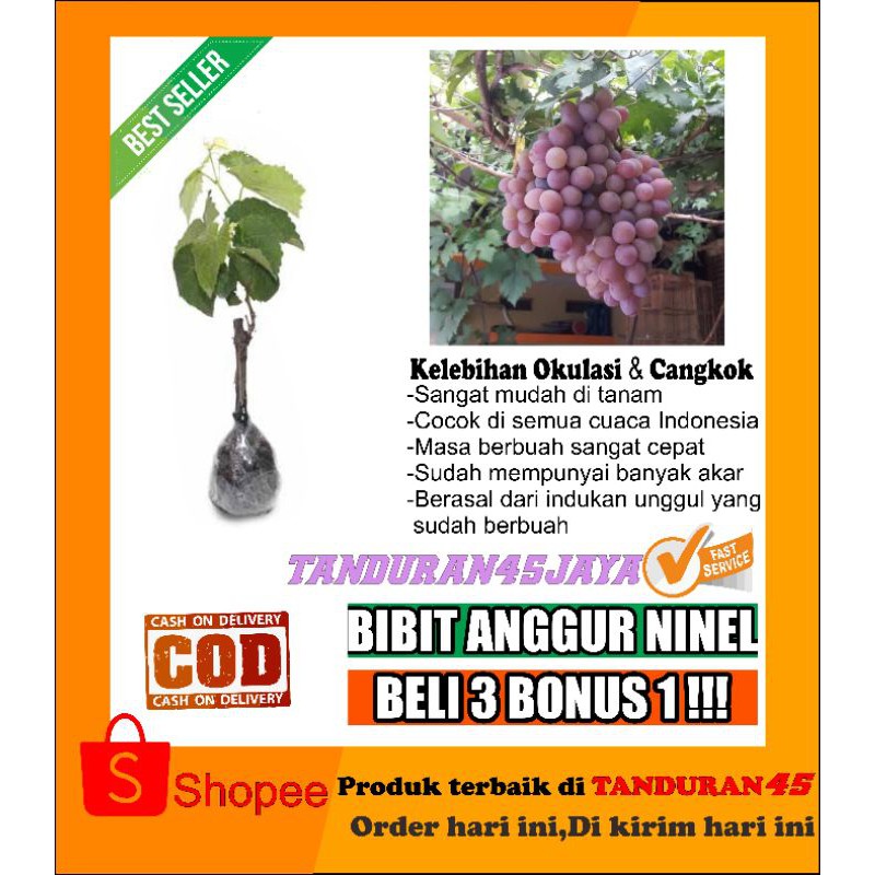 BIBIT ANGGUR NINEL GRAFTING(import)/bibit anggur import