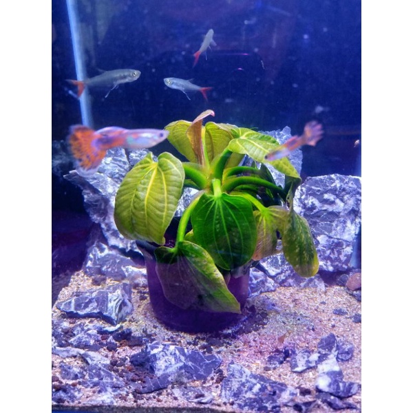 Iguazu - Tanaman Aquascape