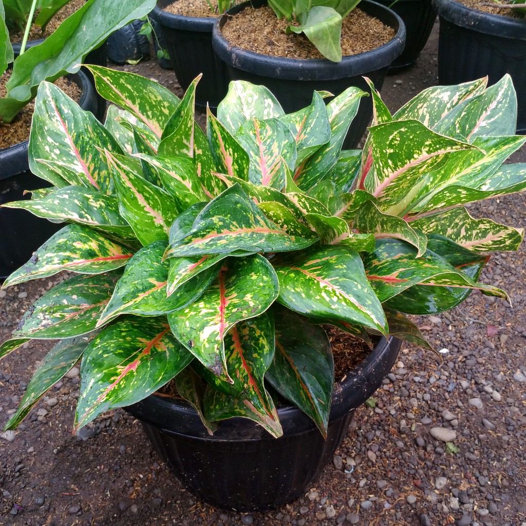 Tanaman Hias Aglonema Butterfly Rumpun / Aglaonema Butterfly