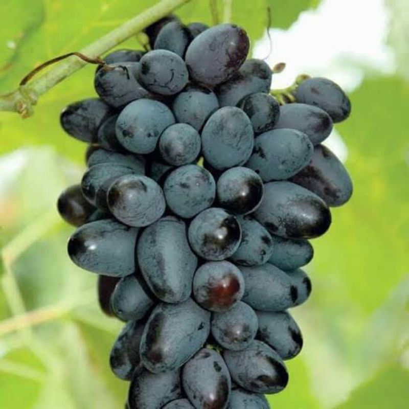 

ANGGUR IMPORT JOY SEEDLES