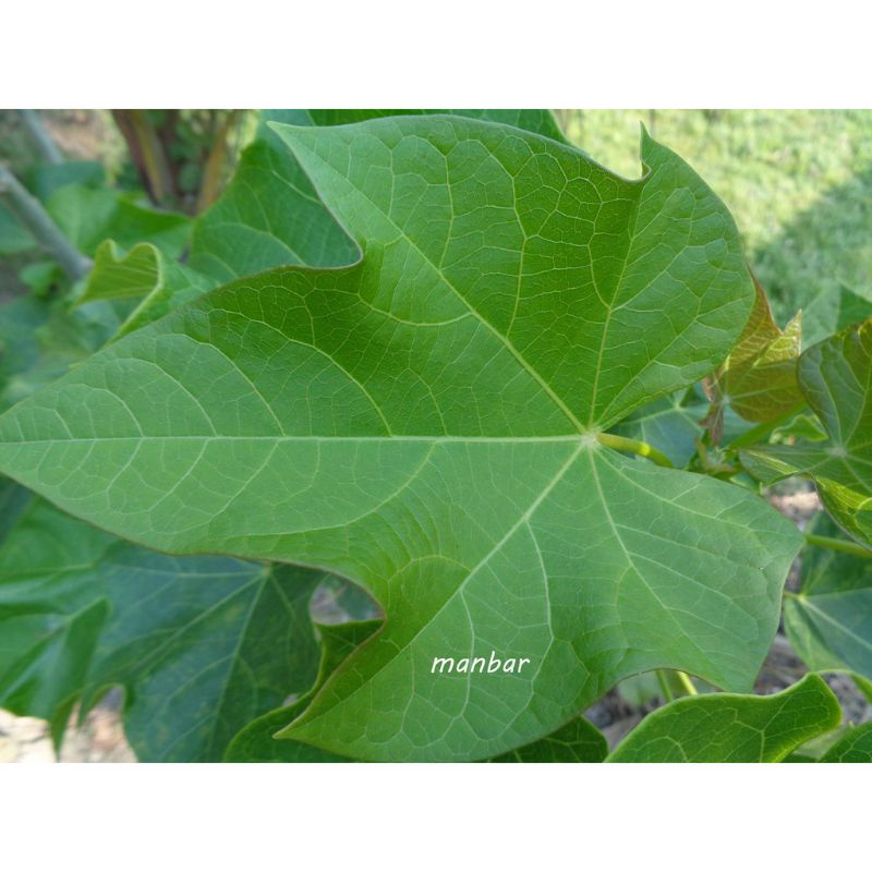 

daun jarak segar per30lembar murah