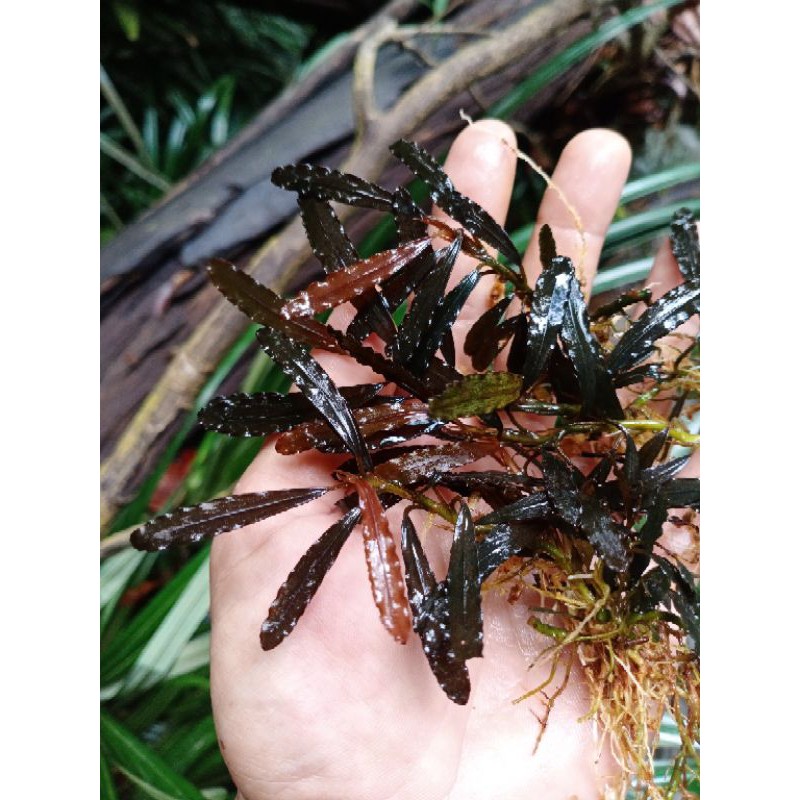 

Bucephalandra#Redchilli