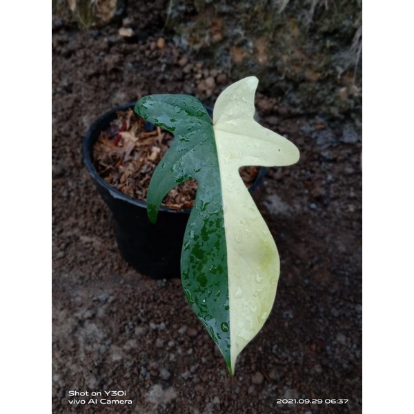 philodendron florida beauty