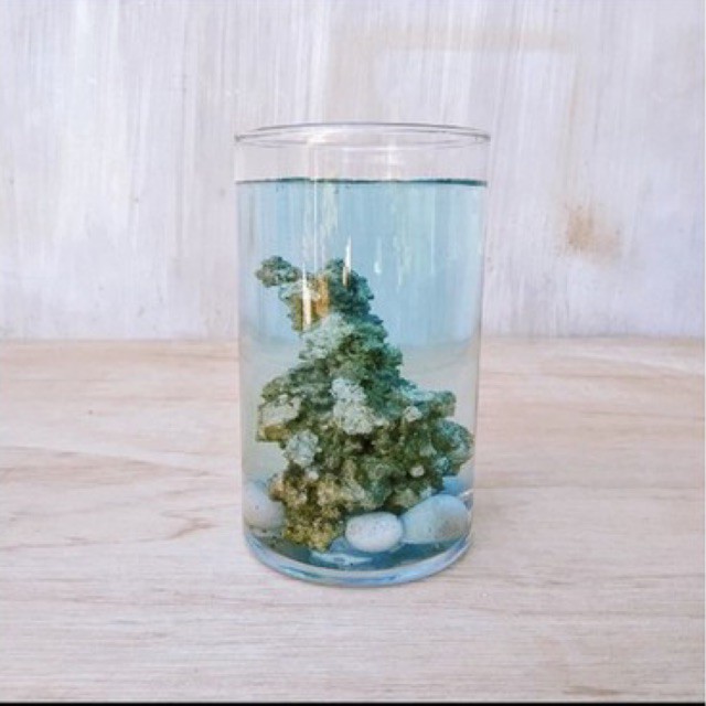 Aquarium gelas kaca tabung tinggi 15cm tempat ikan hias cupang mini